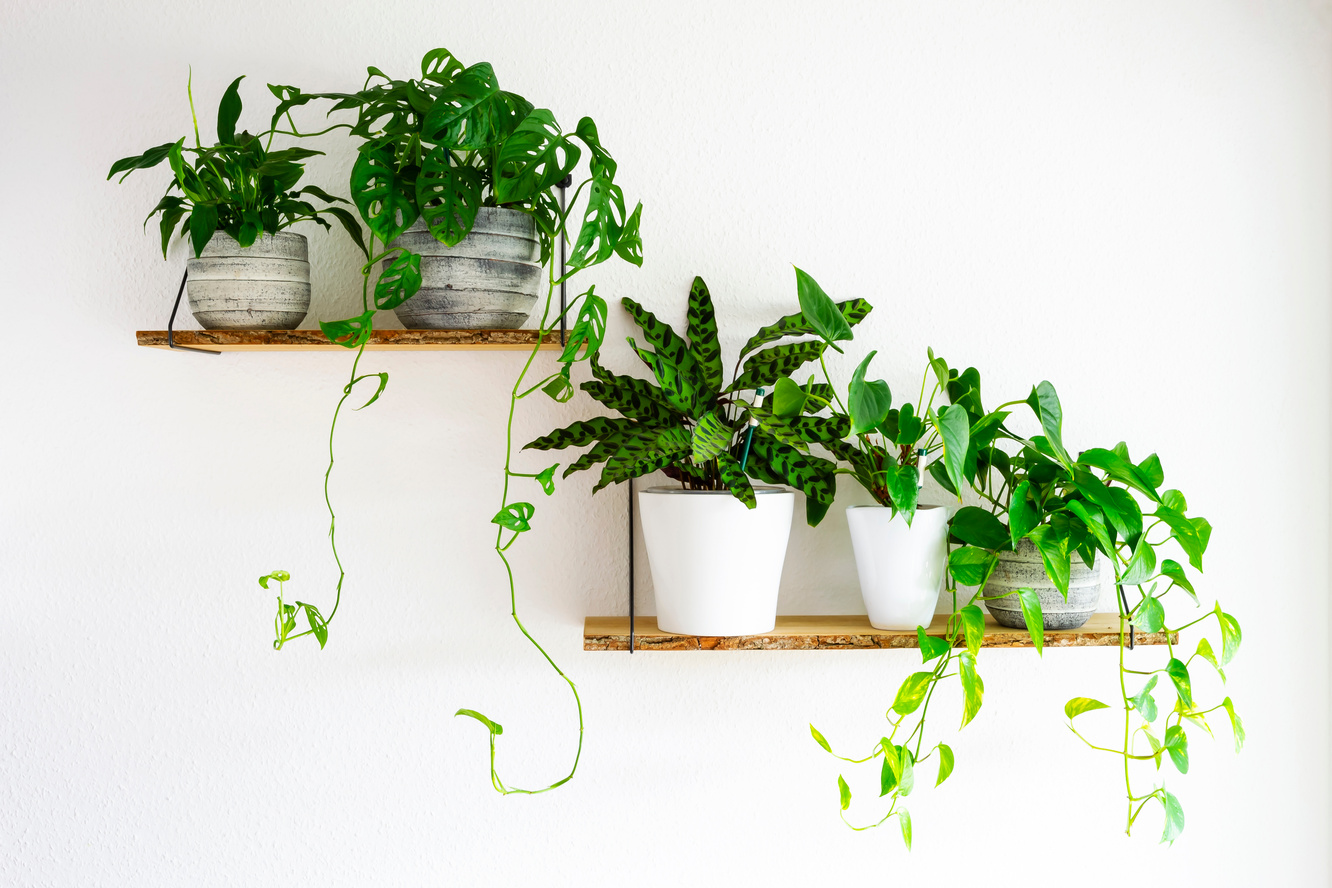 Houseplants for interior