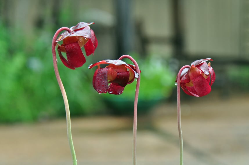 Carnivorous Plants