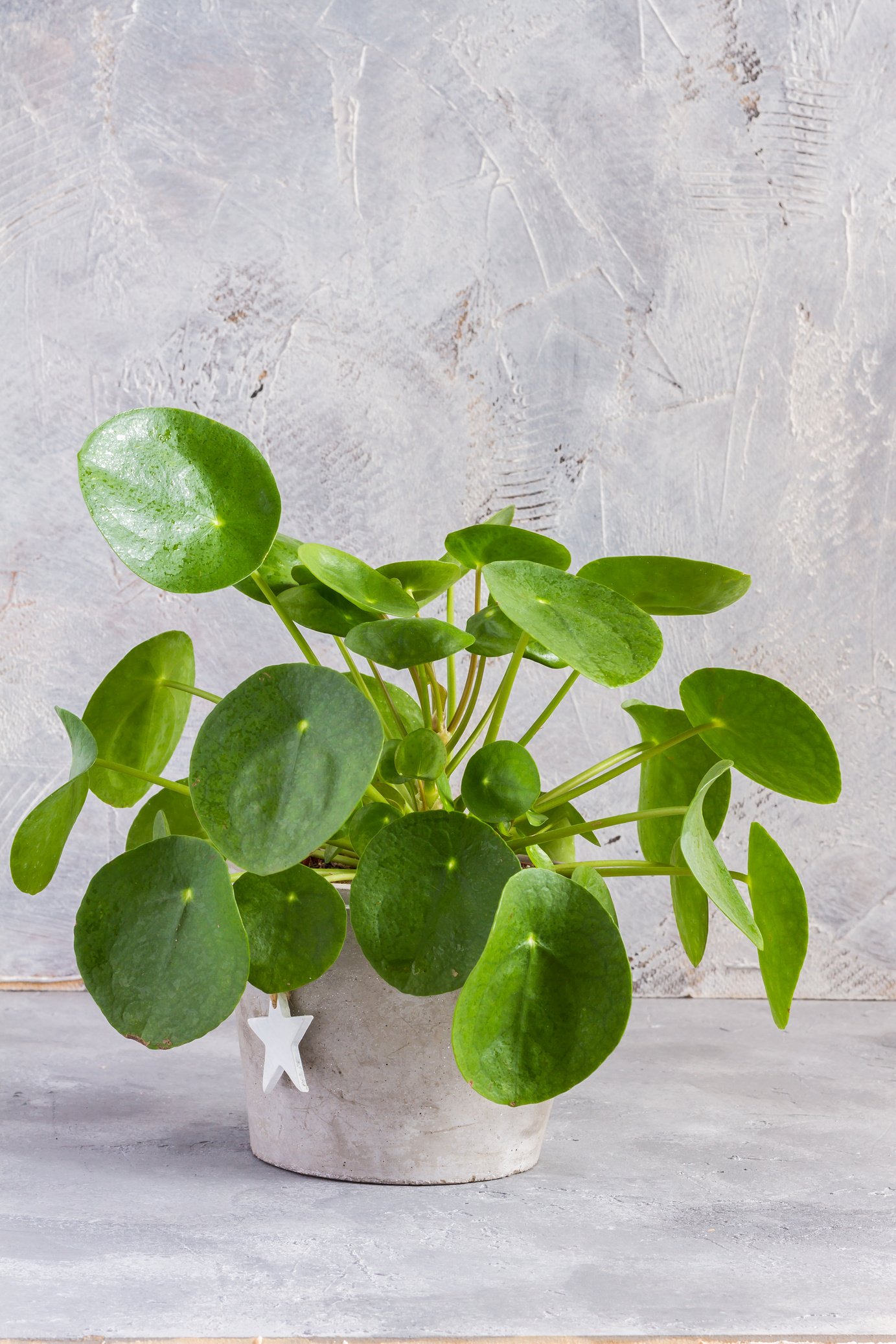 Pilea peperomioides, money plant in the pot. Isolated. Gray background.