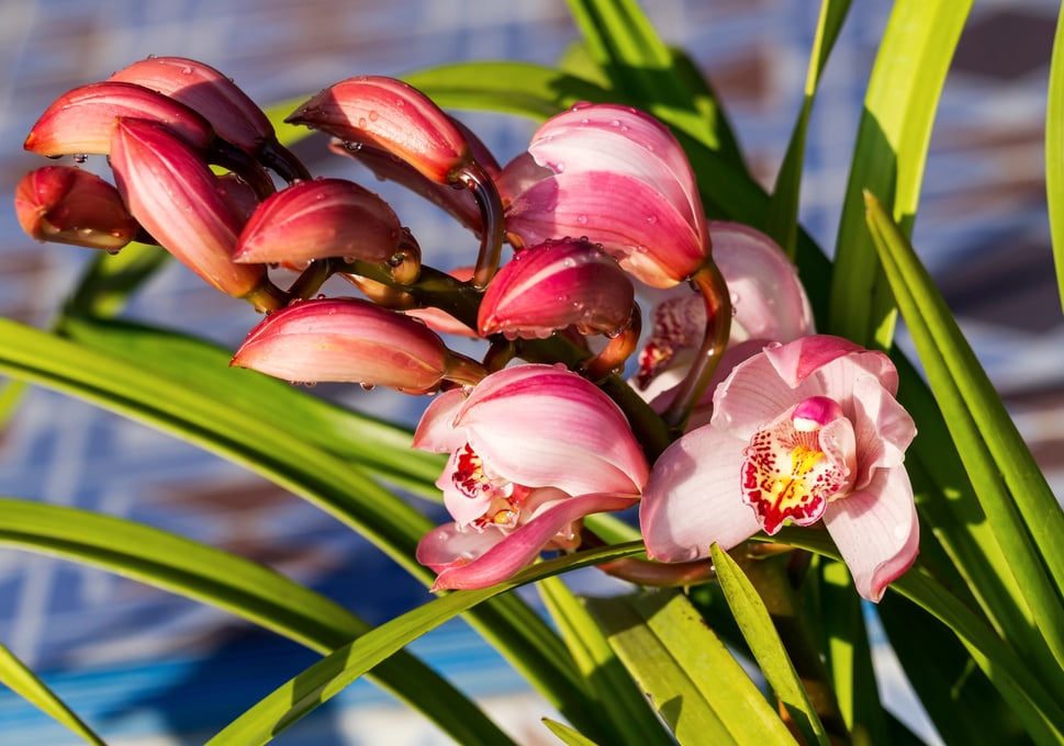 Cymbidium orchid